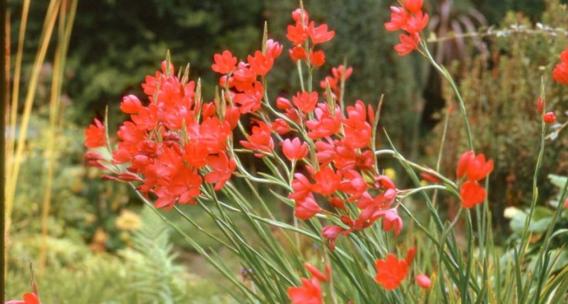 Kaffir lilies the lazy gardener's delight The Irish Post