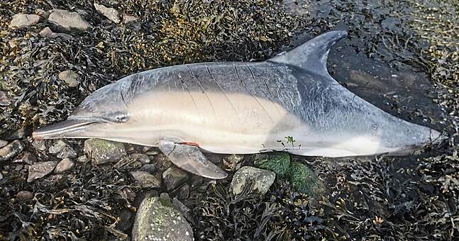 Dingle Aquarium issues vital rescue advice after stranded dolphin is ...