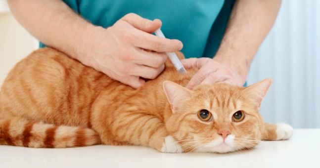 World's first Covid-19 vaccine for animals has been approved for use