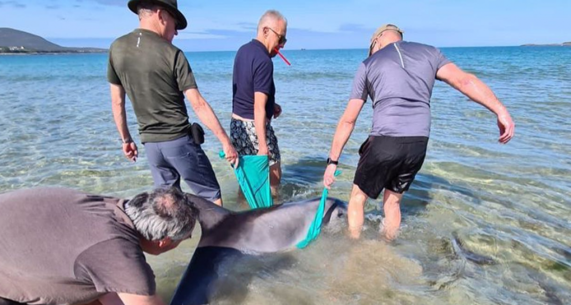 Dolphin stranded on Donegal beach is rescued and returned to the sea