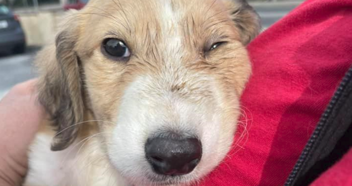 Horror as puppy 'cruelly kicked around like a football' suffers broken jaw,  fractured skull | The Irish Post
