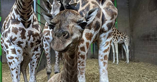 Belfast Zoo Announces Birth Of Endangered Giraffe Calf | The Irish Post