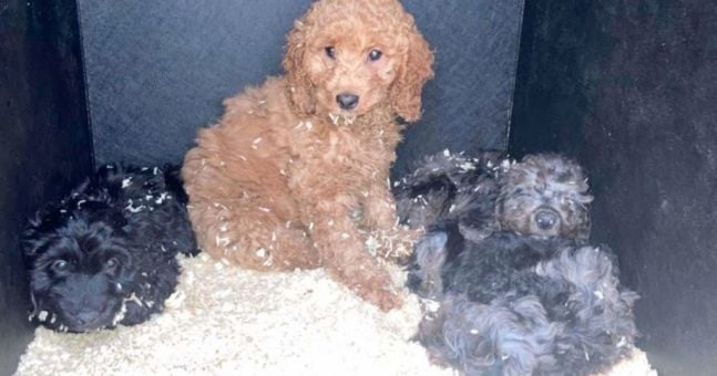 Man arrested in Belfast as police seize dozens of puppies in suspected smuggling case | The Irish Post