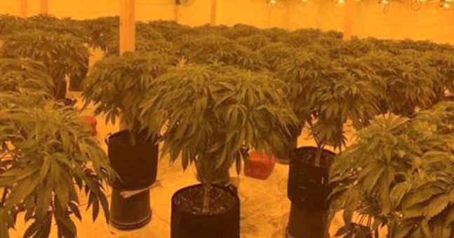 'Large and sophisticated’ cannabis farm operation discovered in Co. Down