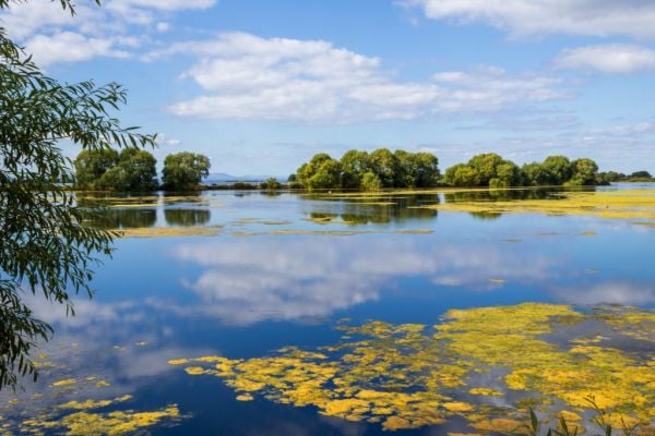 Funding announced to ‘explore’ solutions to Lough Neagh toxic algae issues