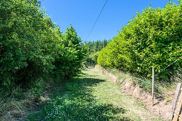 Shelmalier Commons, Barntown, Wexford