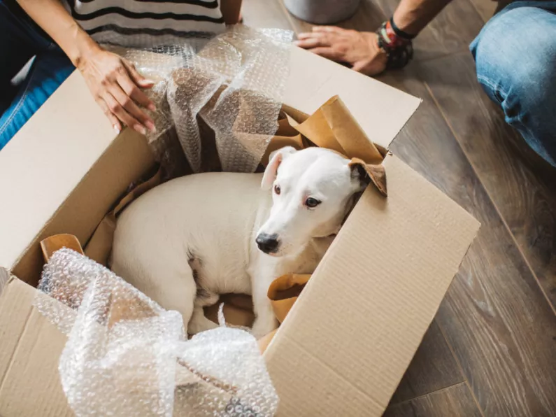 Why is it so hard to rent with pets?