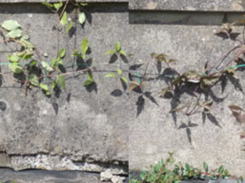 Clematis is a cure for unsightly cement walls in the garden!