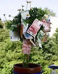 Money Tree