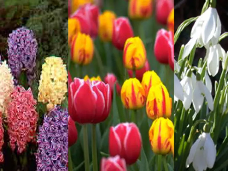5 must have Spring bulbs for your garden