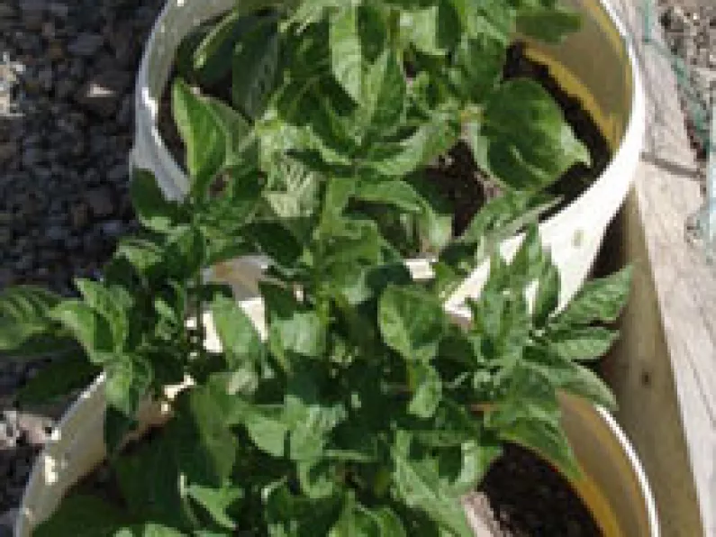 This years potatoes are in bloom