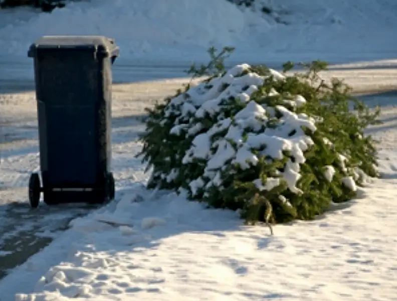 Recycle your Christmas tree!