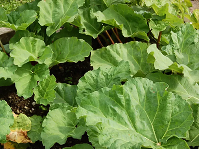 How to grow Rhubarb