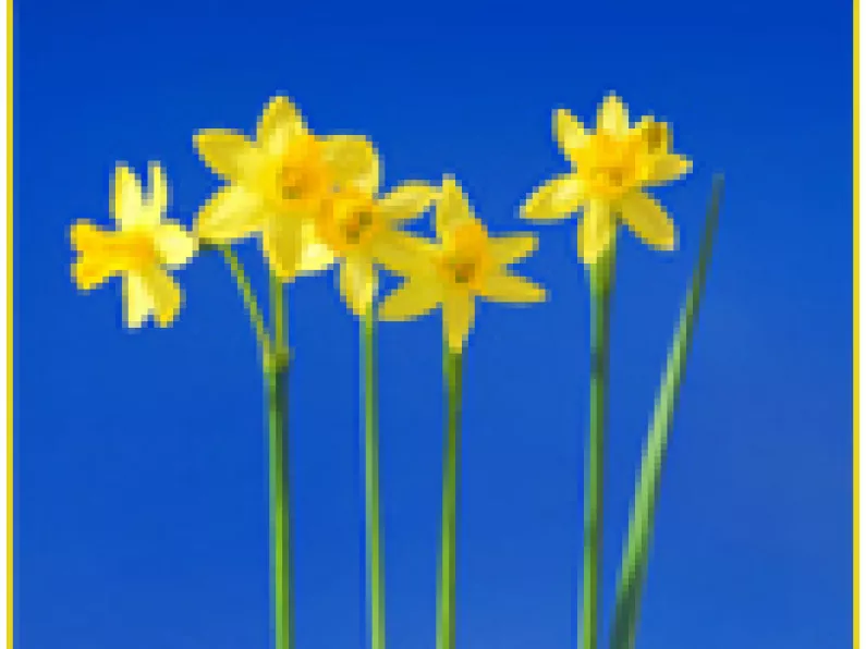 Help us support Daffodil Day 2011
