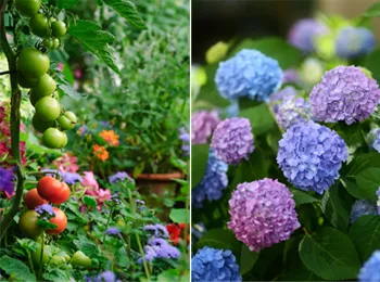 Tips for summer gardening