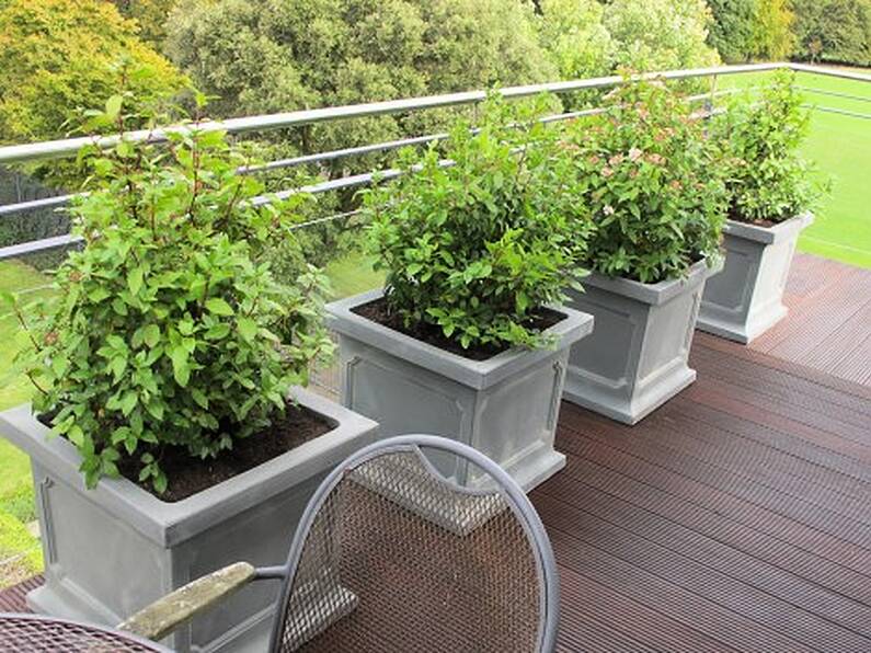 Balcony Gardening