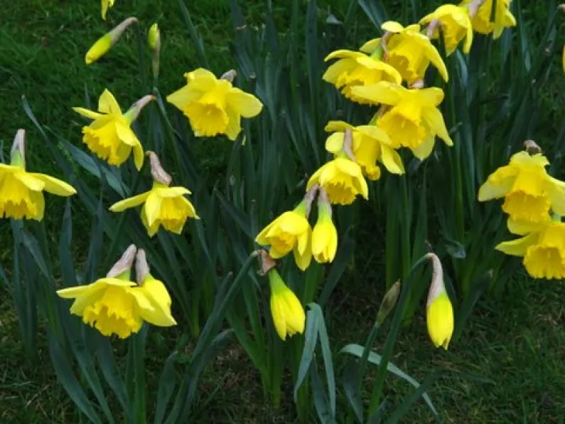 Daffodil delights for the spring garden