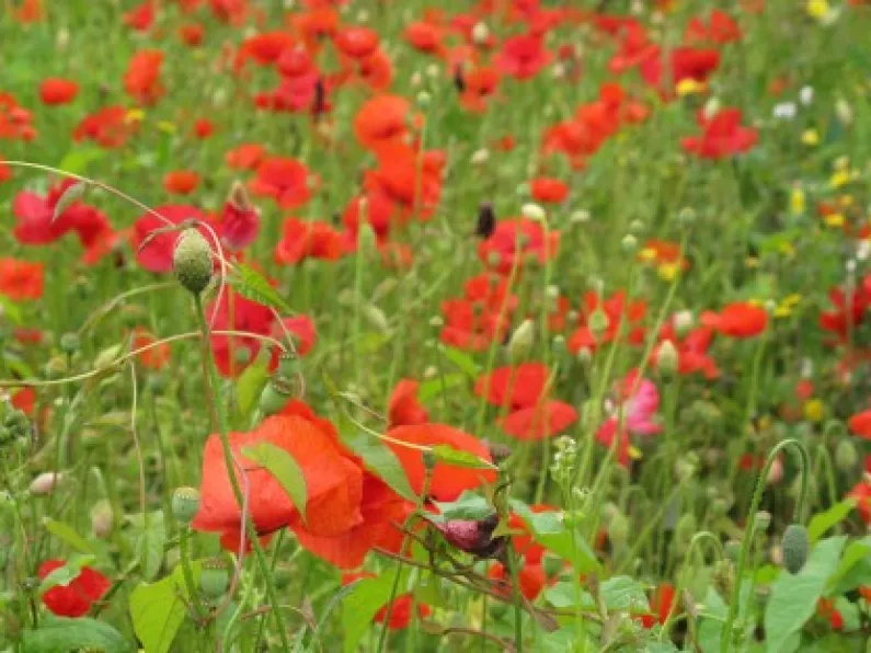 Wild and Colourful in Howth