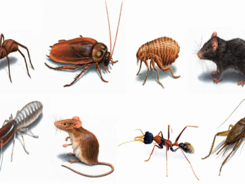 Make your house immune to pests