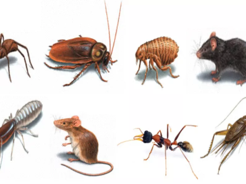Make your house immune to pests