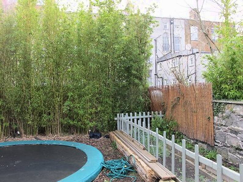 Landscape Gardening in Rathmines - controlling the spread of mature Bamboo