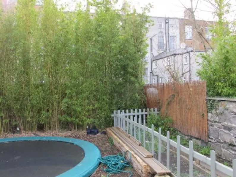 Landscape Gardening in Rathmines - controlling the spread of mature Bamboo