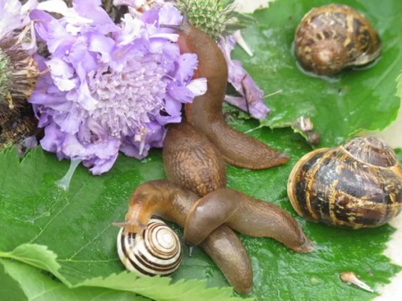 More ways to cut the damage by slugs and snails