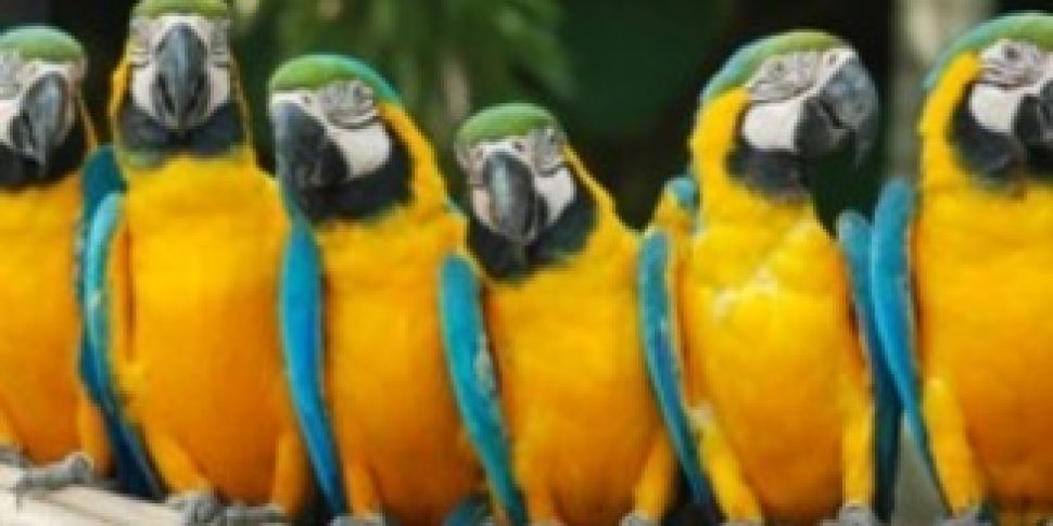 [Need to know] Parrots are cle...