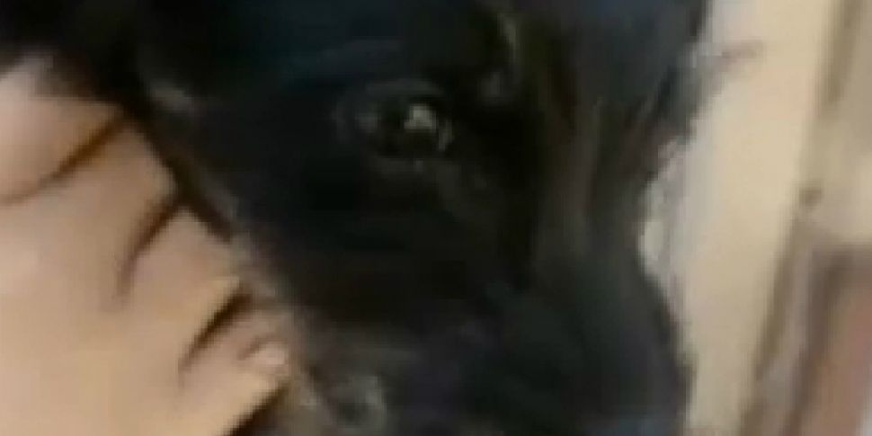 Puppy survives after a month t...