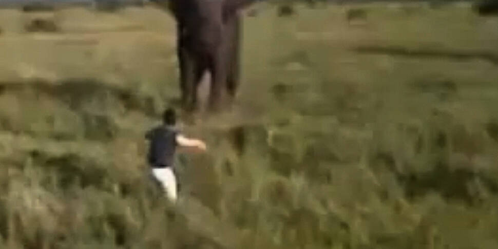 Safari guide filmed charging t...