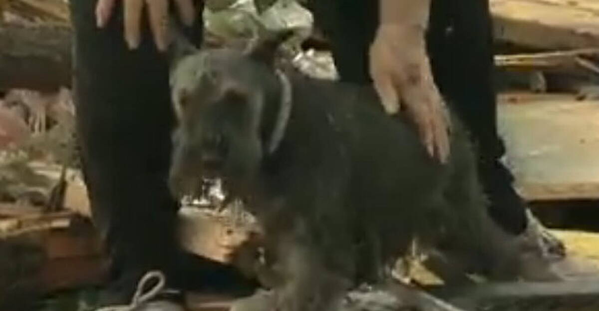 [Video] Tornado survivor finds ‘lost’ dog under rubble live on ...