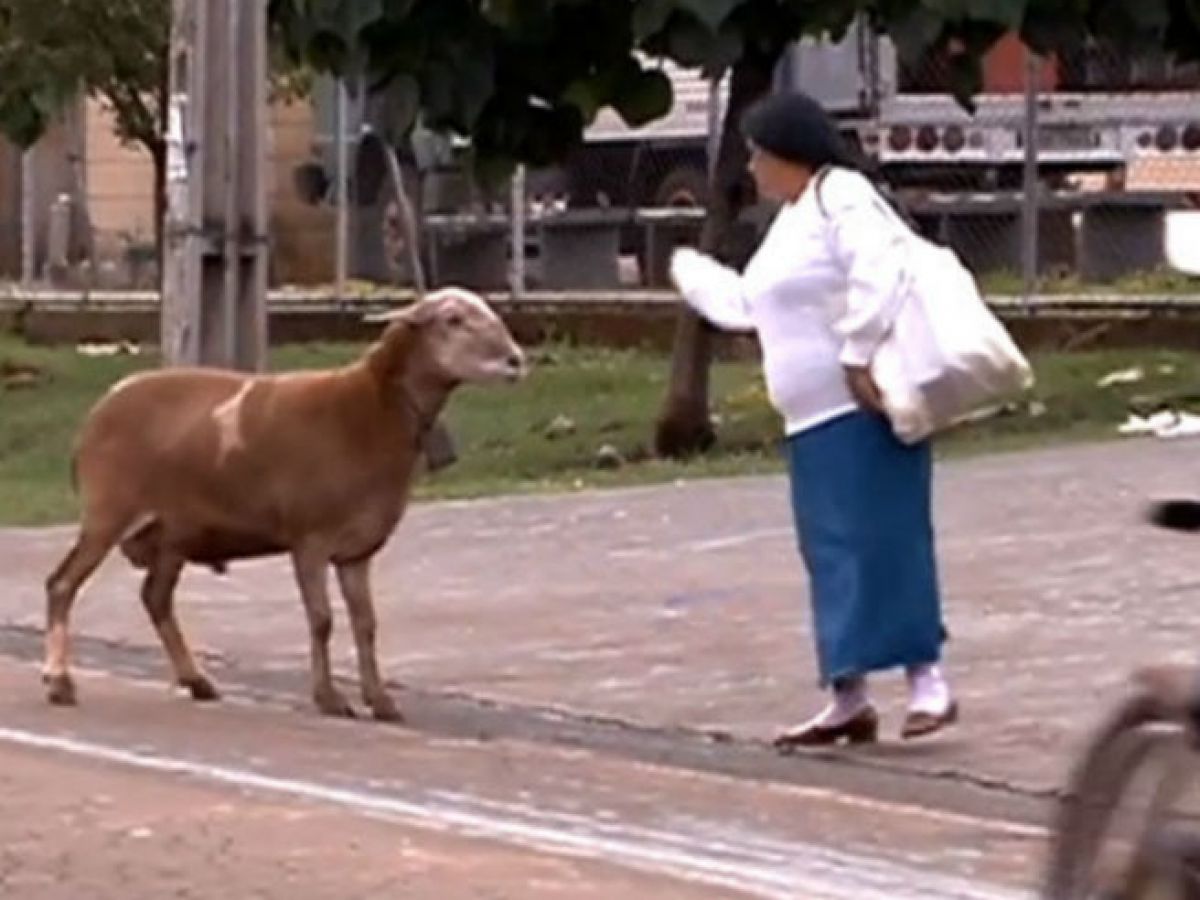 Video] Goat terrorizes villagers in Brazil | Newstalk