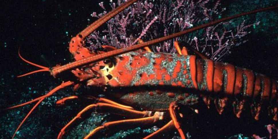 VIDEO: Are lobsters turning to...