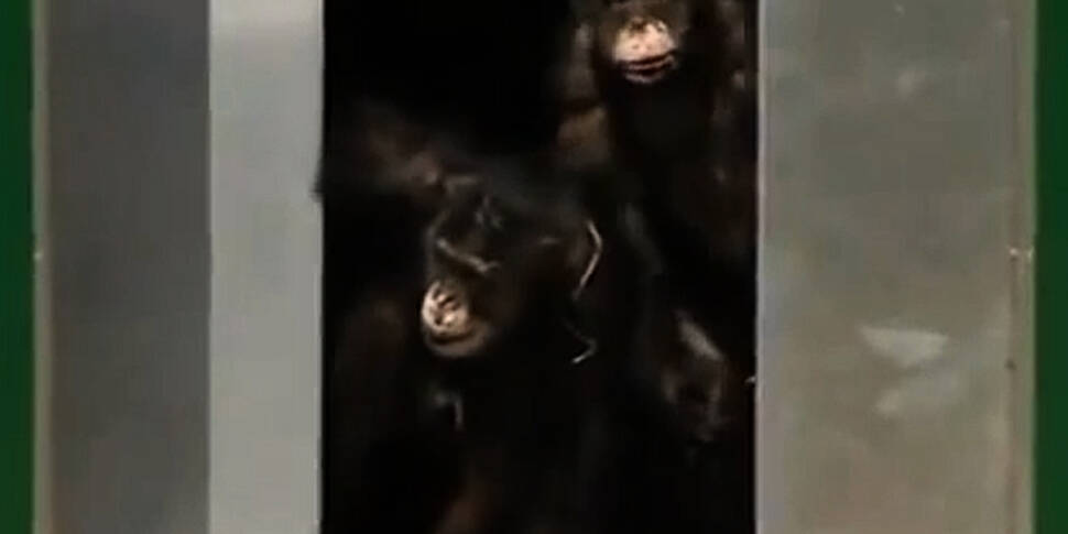 VIDEO: Chimps celebrate freedo...