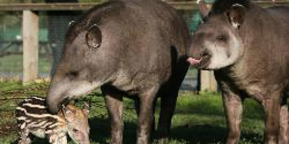 EXPLAINER: What is a tapir?