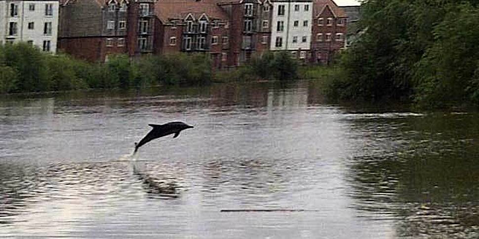 Rare sighting of dolphin in Br...