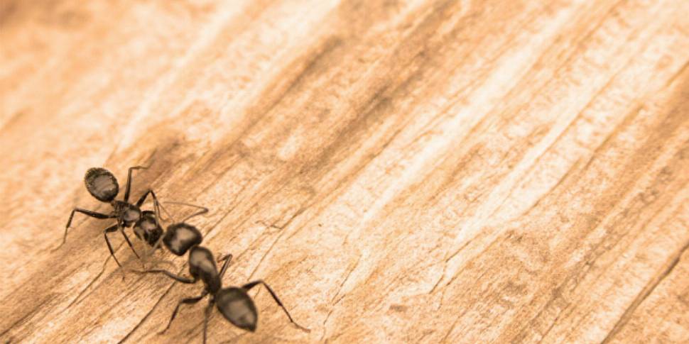 Ants help their drunken friend...