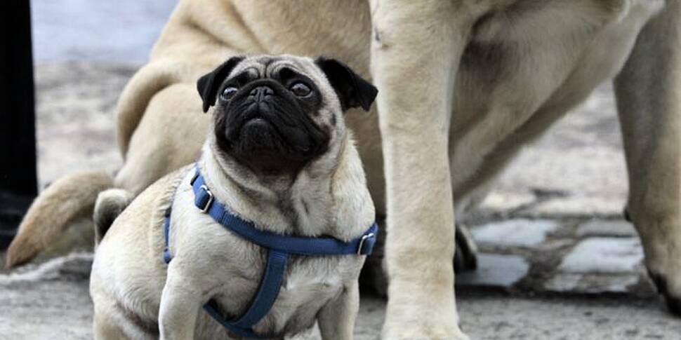 Pet owners urged to keep them...