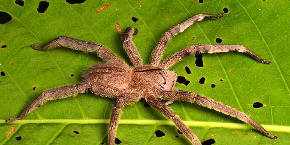 Deadly spiders found in UK sup...