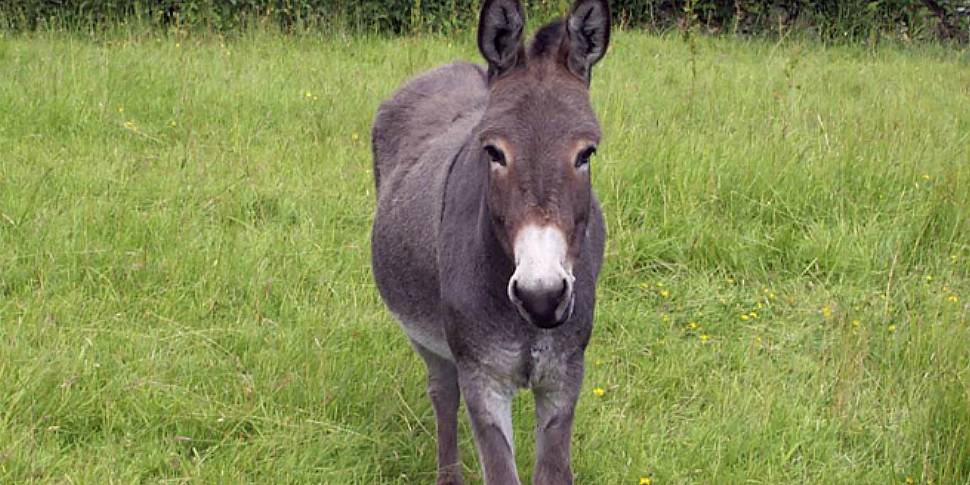 Why donkeys are dangerous!?