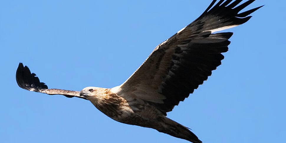 VIDEO: Sea eagle accidentally...