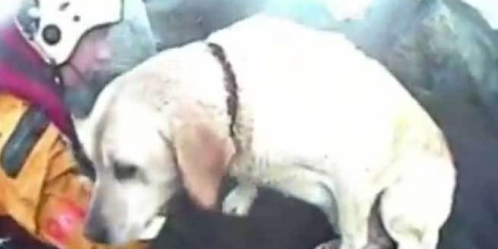 Labrador rescued after being s...