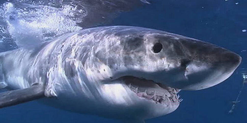 Australia: Sharks use twitter...