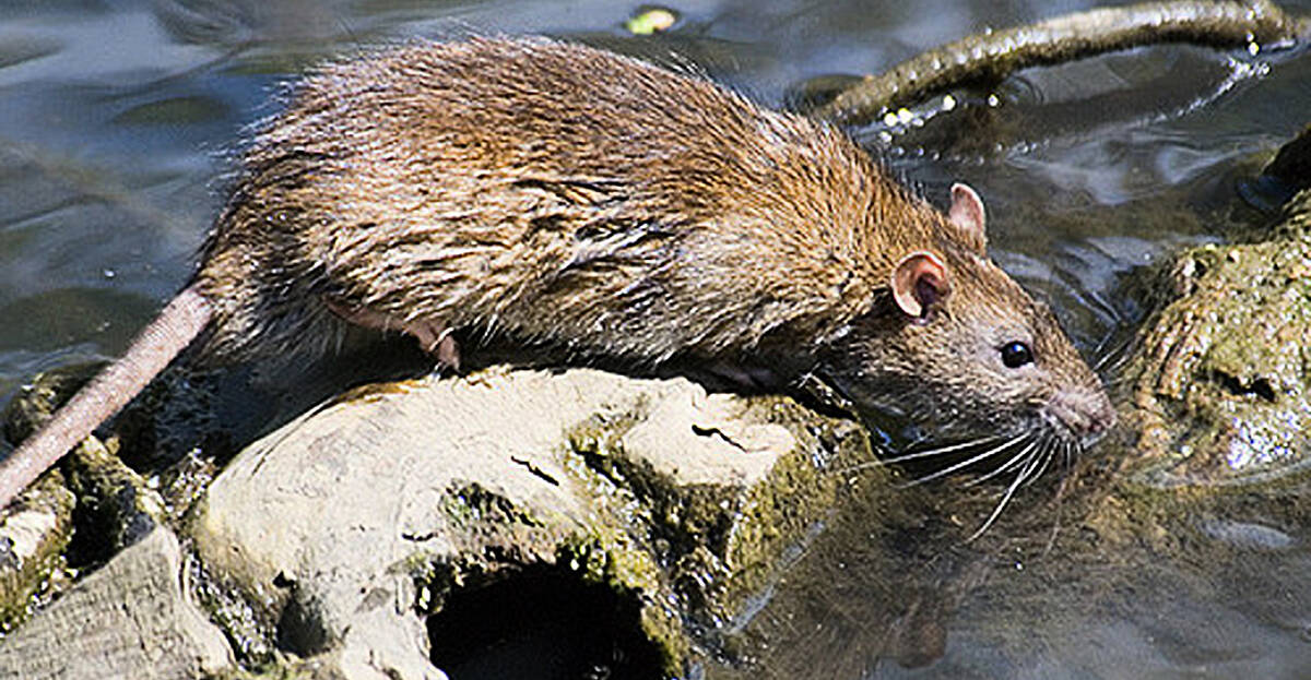 Hunt For Giant Mutant Rats In Dublin Housing Estate 