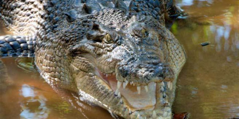 Video shows huge crocodile sta...