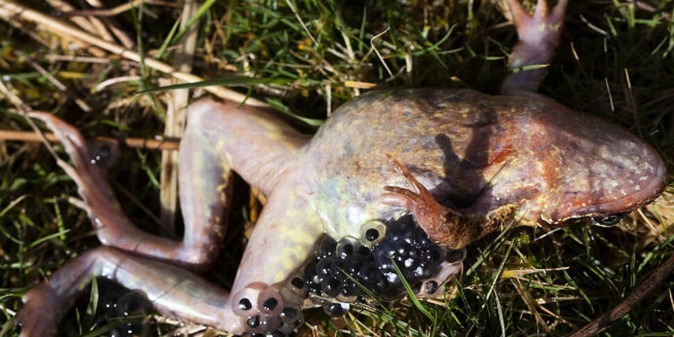 PICS: Mysterious mass frog dea...