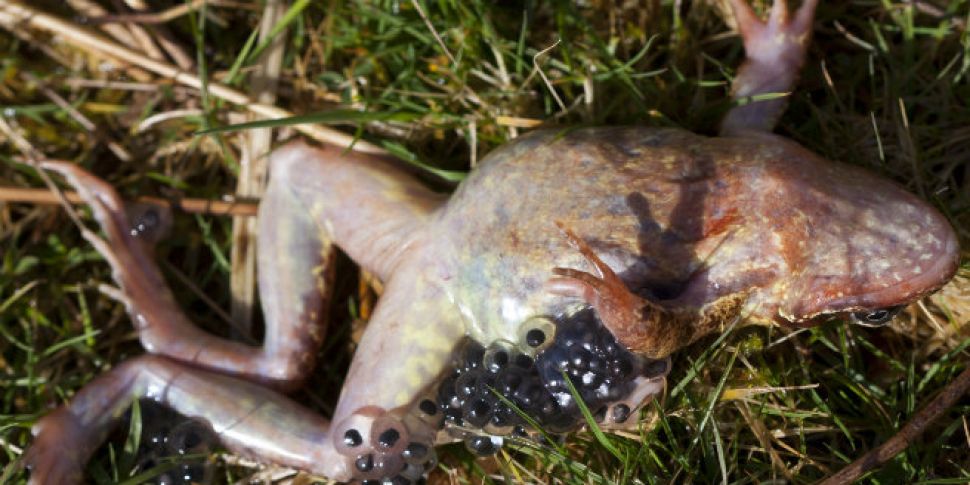 Salting roads causes frogs to...