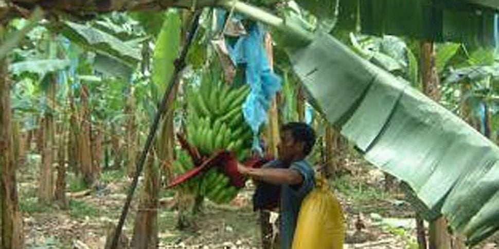 Fyffes to merge with Chiquita...