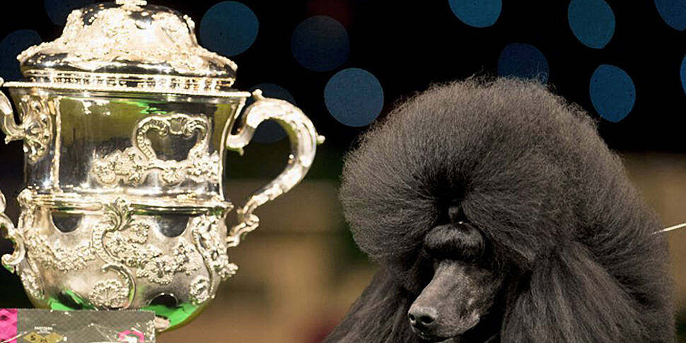 In Pictures: Poodle named Rick...