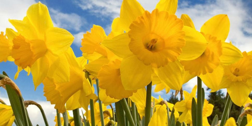 Daffodil Day